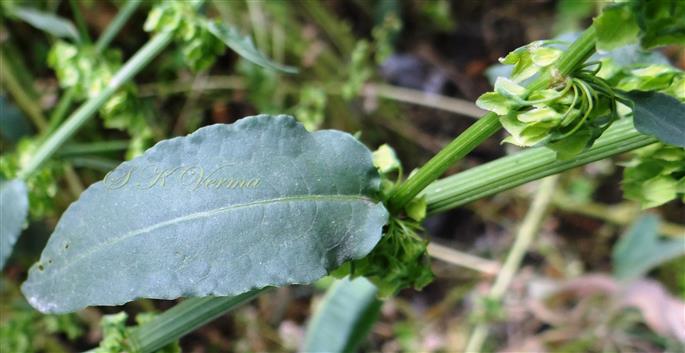  Upper cauline leaf